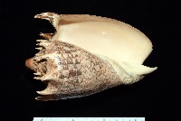 藏品(帝王渦螺)的圖片