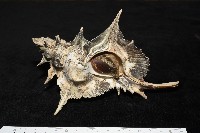 藏品(岩石芭蕉螺)的圖片