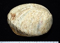 藏品(孔雀鮑螺)的圖片