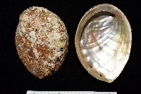 藏品(盤鮑螺)的圖片