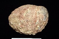 藏品(紅鮑螺)的圖片