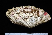 藏品(諾亞硨磲蛤)的圖片