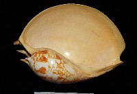 藏品(閃電椰子渦螺)的圖片