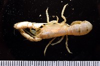 藏品(大指泥蝦)的圖片