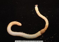 藏品(未知種管體星蟲)的圖片