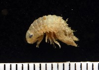 藏品(未知種團水虱)的圖片