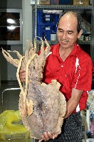 藏品(白斑烏賊)的圖片