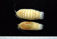 藏品(道氏紡錘水虱)的圖片