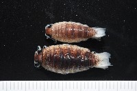 藏品(未知種狹長水虱)的圖片