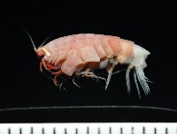 藏品(未知種深海側甲鉤蝦)的圖片