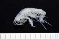 藏品(未知種深海鉤蝦)的圖片