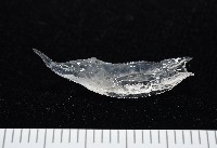 藏品(未知種舴艋螺)的圖片