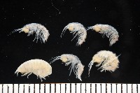 藏品(未知種深海鉤蝦)的圖片