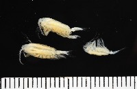 藏品(未知種橈足類)的圖片