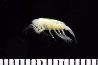 藏品(未知種橈足類)的圖片