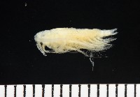 藏品(未知種橈足類)的圖片