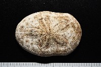 藏品(網楯海膽)的圖片