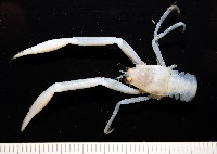 藏品(未知種折尾蝦)的圖片