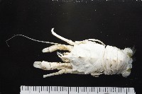 藏品(未知種棘鎧蝦)的圖片