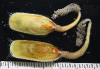 藏品(亞氏海豆芽)的圖片