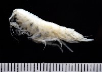 藏品(未知種深海鉤蝦)的圖片