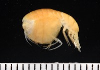 藏品(未知種隱首鉤蝦)的圖片