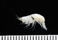 藏品(未知種深海側甲鉤蝦)的圖片