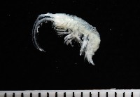 藏品(未知種深海鉤蝦)的圖片