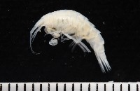 藏品(未知種深海鉤蝦)的圖片