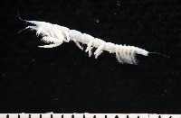 藏品(未知種長尾蟲)的圖片