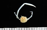 藏品(未知種折尾蝦)的圖片