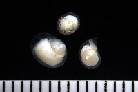 藏品(馬蹄螔螺)的圖片