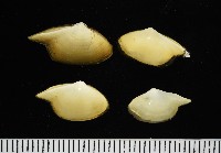 藏品(深淵馬刺蛤)的圖片