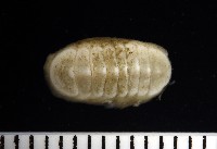 藏品(未知種深海石鱉)的圖片