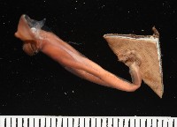 藏品(外藤壺)的圖片