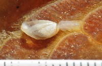 藏品(深海板茗荷)的圖片