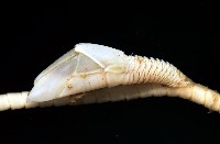 藏品(藤壺三角鎧茗荷)的圖片