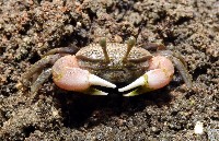 藏品(弧邊管招潮)的圖片