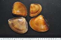 藏品(文蛤)的圖片