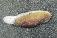 藏品(西施舌)的圖片