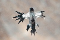 藏品(邊緣海神海蛞蝓)的圖片