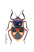 藏品(雙斑紅顯椿象)的圖片