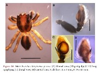 藏品(嘉義獵蛛)的圖片