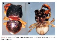 藏品(臺灣小菱頭蛛)的圖片