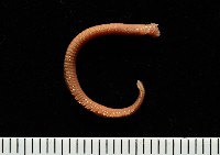 藏品(和美闊沙蠶)的圖片