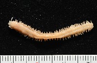 藏品(和美闊沙蠶)的圖片