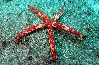 藏品(厚革滑皮海星)的圖片