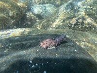 藏品(非洲異瓜參)的圖片