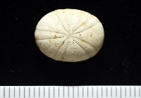 藏品(卵圓斜海膽)的圖片