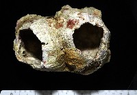 藏品(鐘巨藤壺)的圖片